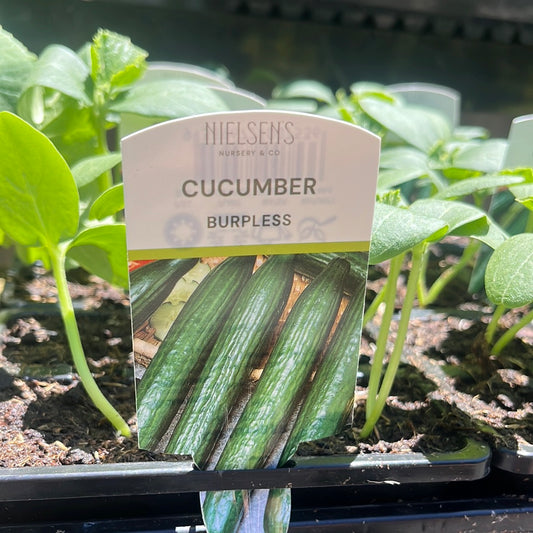 Cucumber Burpless 4Pack/Punnet