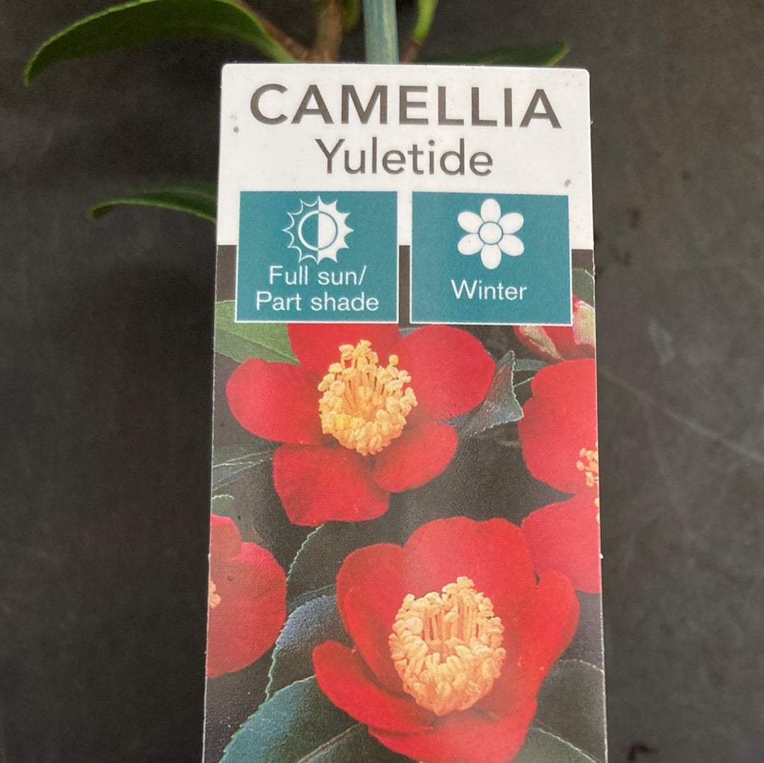 Camellia sasanqua 'Yuletide' 7cm