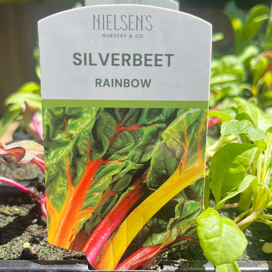 Silverbeet Rainbow Punnet