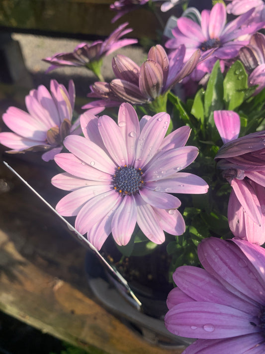 Osteospermum 'Serenity Pink' 14cm