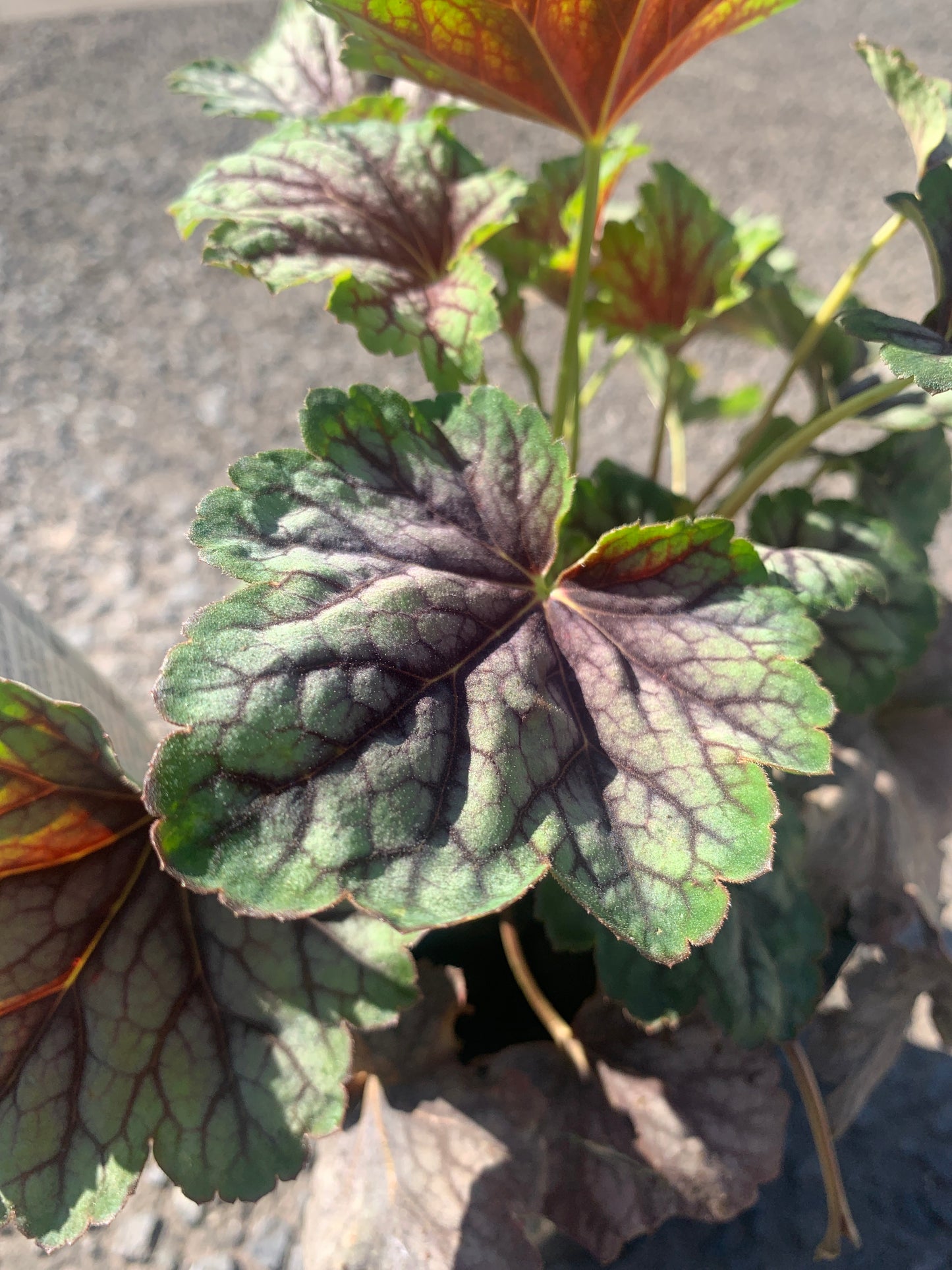 Heuchera Mix 14cm