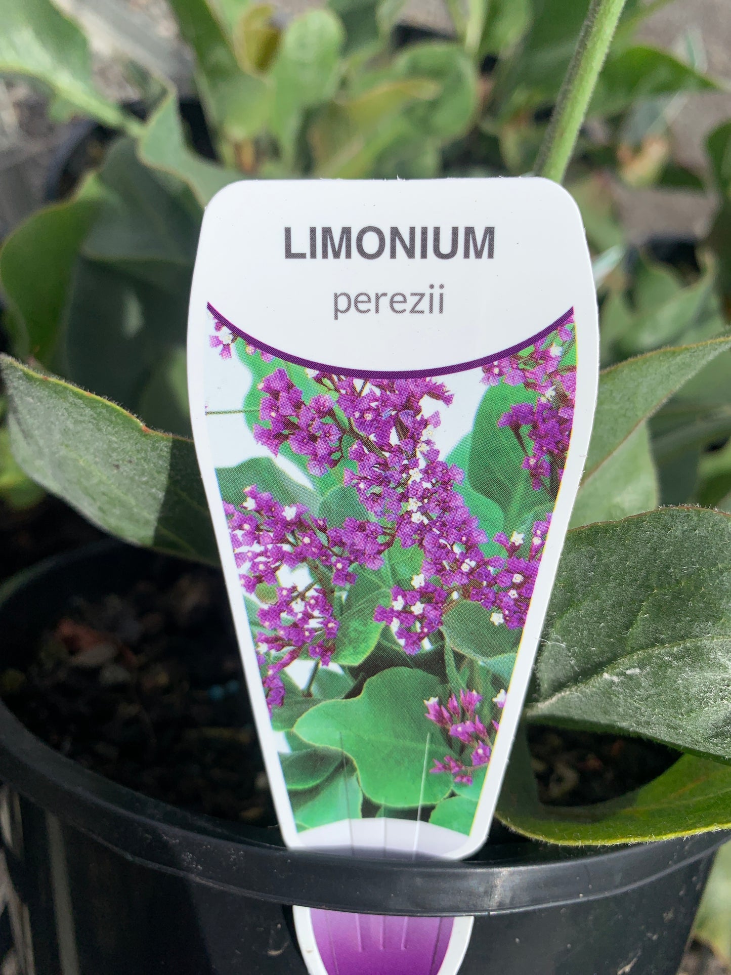 Limonium perezii 'Perennial Statice' 18cm