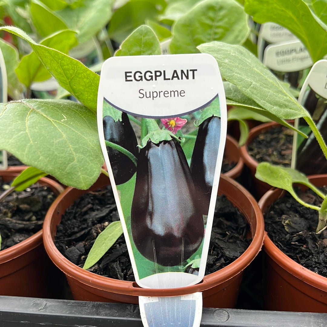 Eggplant Supreme 100mm