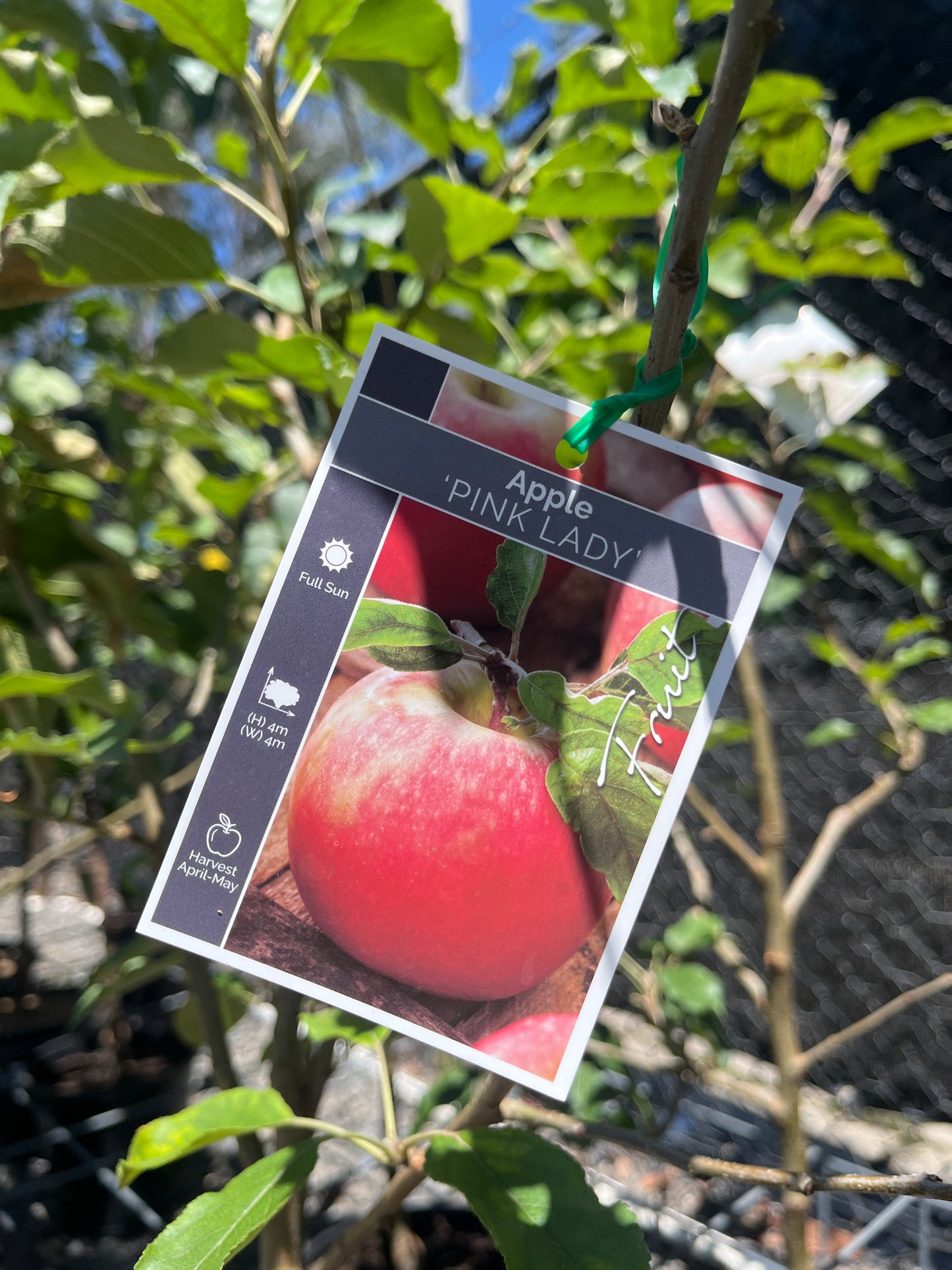 Apple 'Pink Lady Dwarf' 25cm