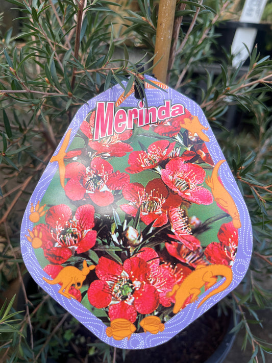 Leptospermum Merinda 20cm