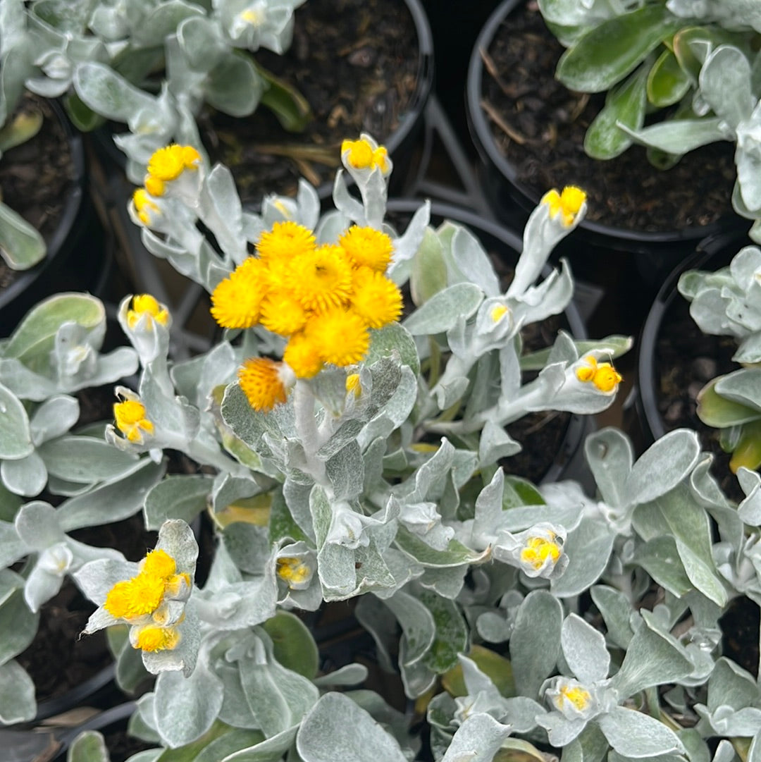 Chrysocephalum apiculatum ‘Silver Sunburst’ 14cm