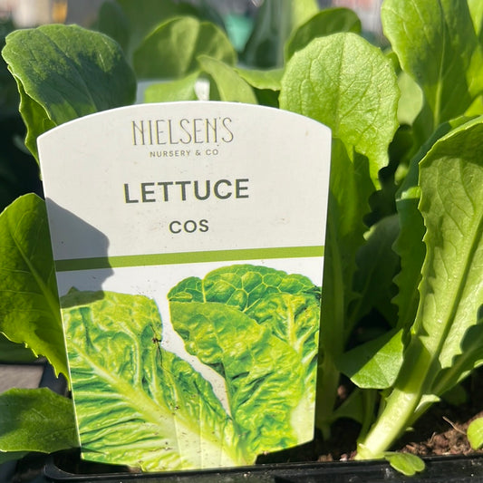 Lettuce Cos Punnet/4pack