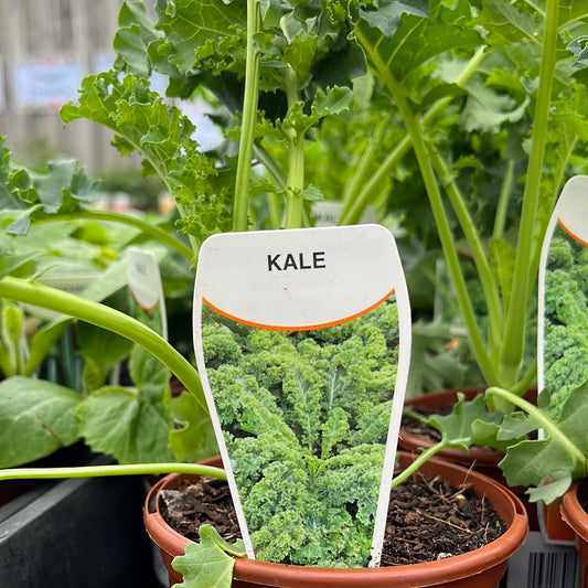 Kale 100mm