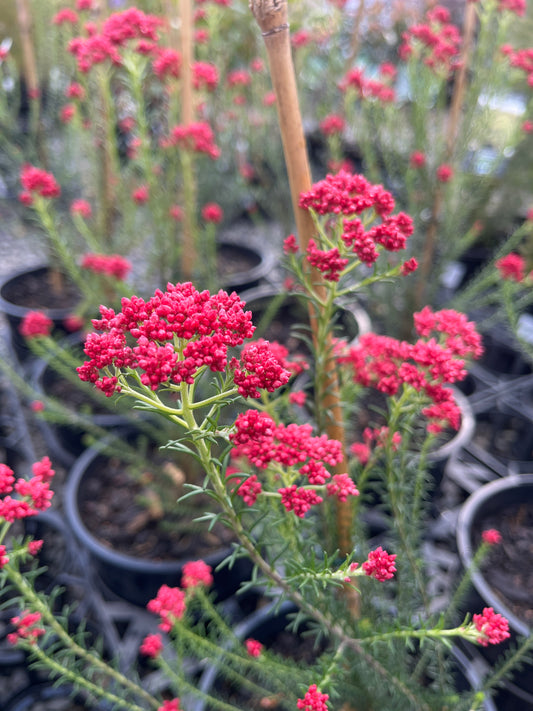 Ozothamnus 'Red Gingham' 20cm