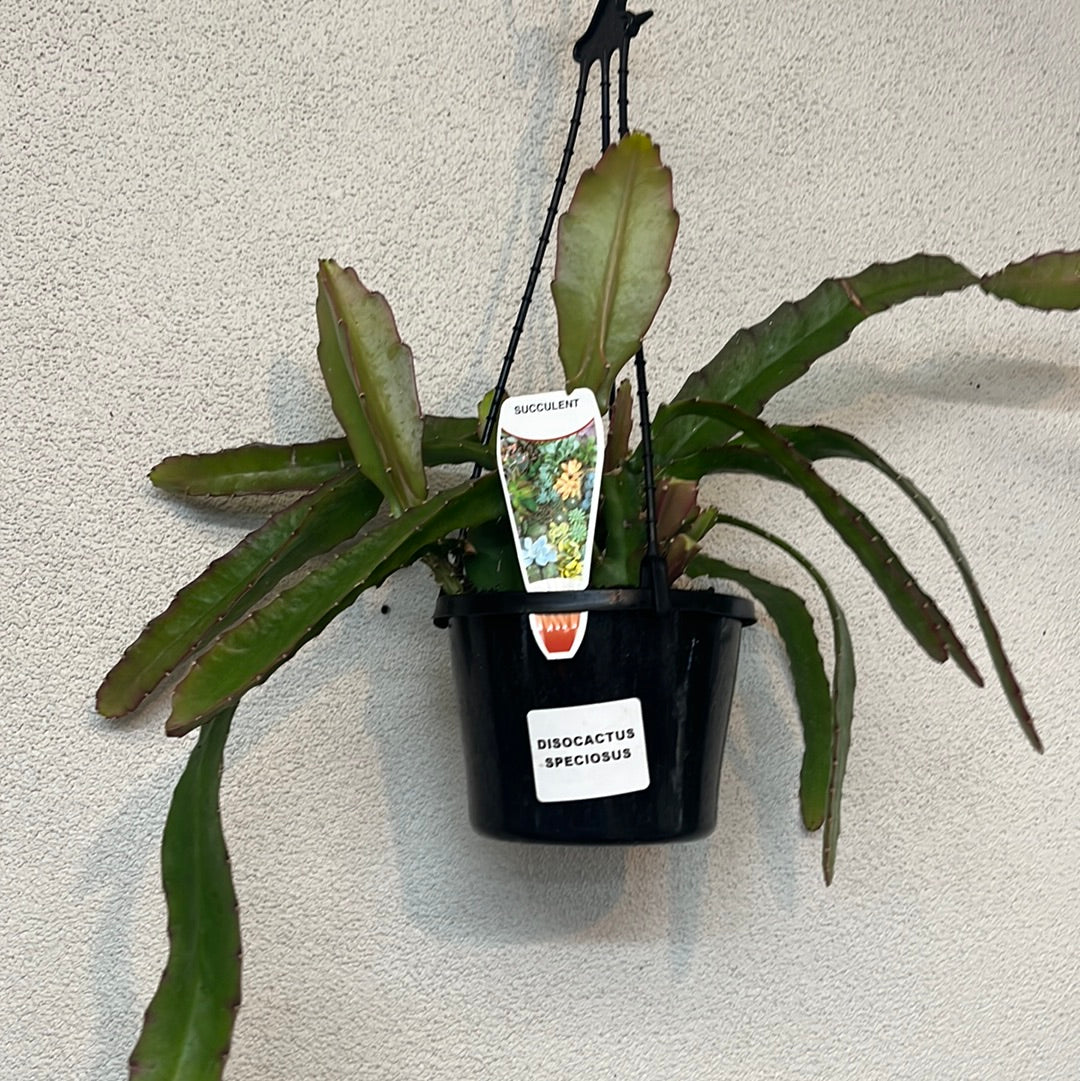 Disocactus spp. Hanging Basket 15cm