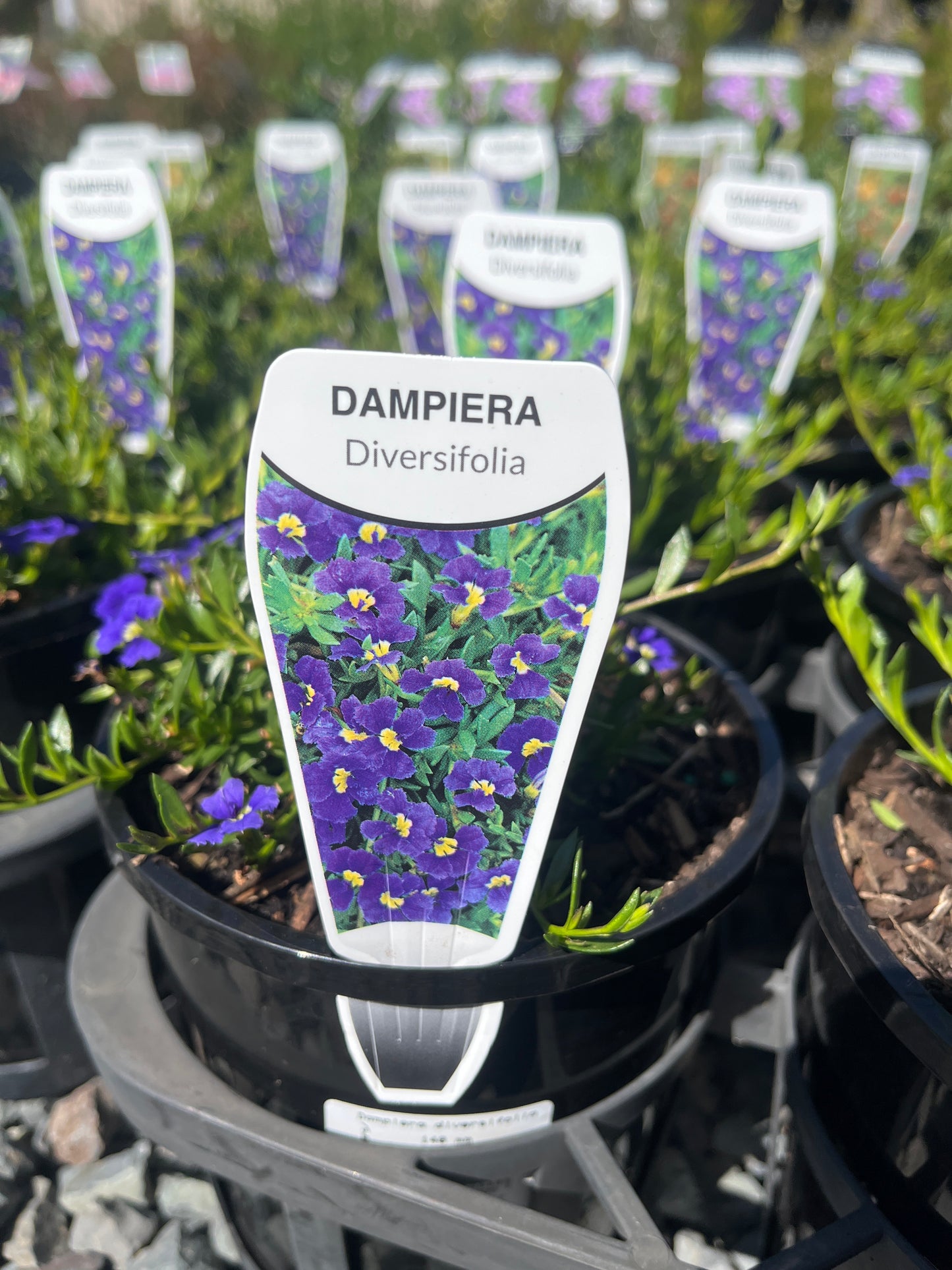 Dampiera diversifolia 14cm