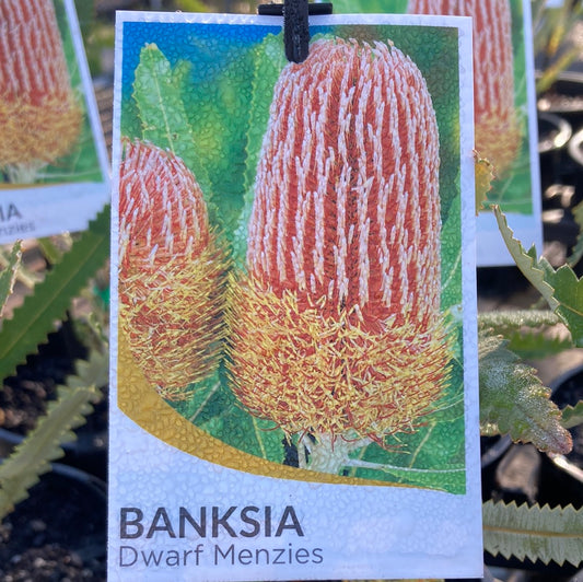 Banksia menziesii Dwarf 14cm