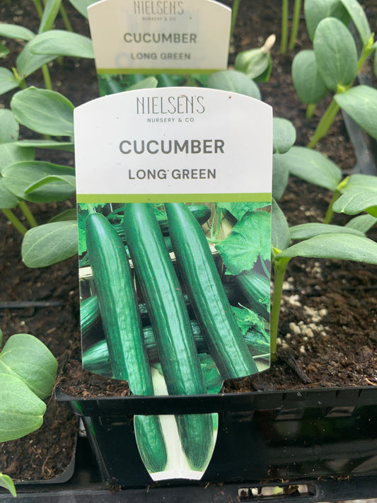 Cucumber ‘Long green’ punnet