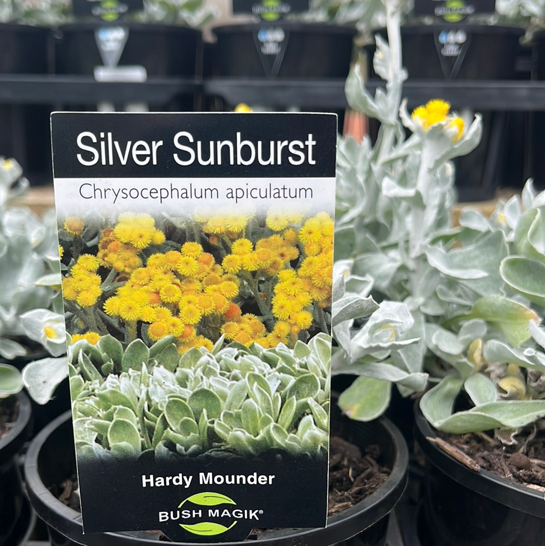 Chrysocephalum apiculatum ‘Silver Sunburst’ 14cm