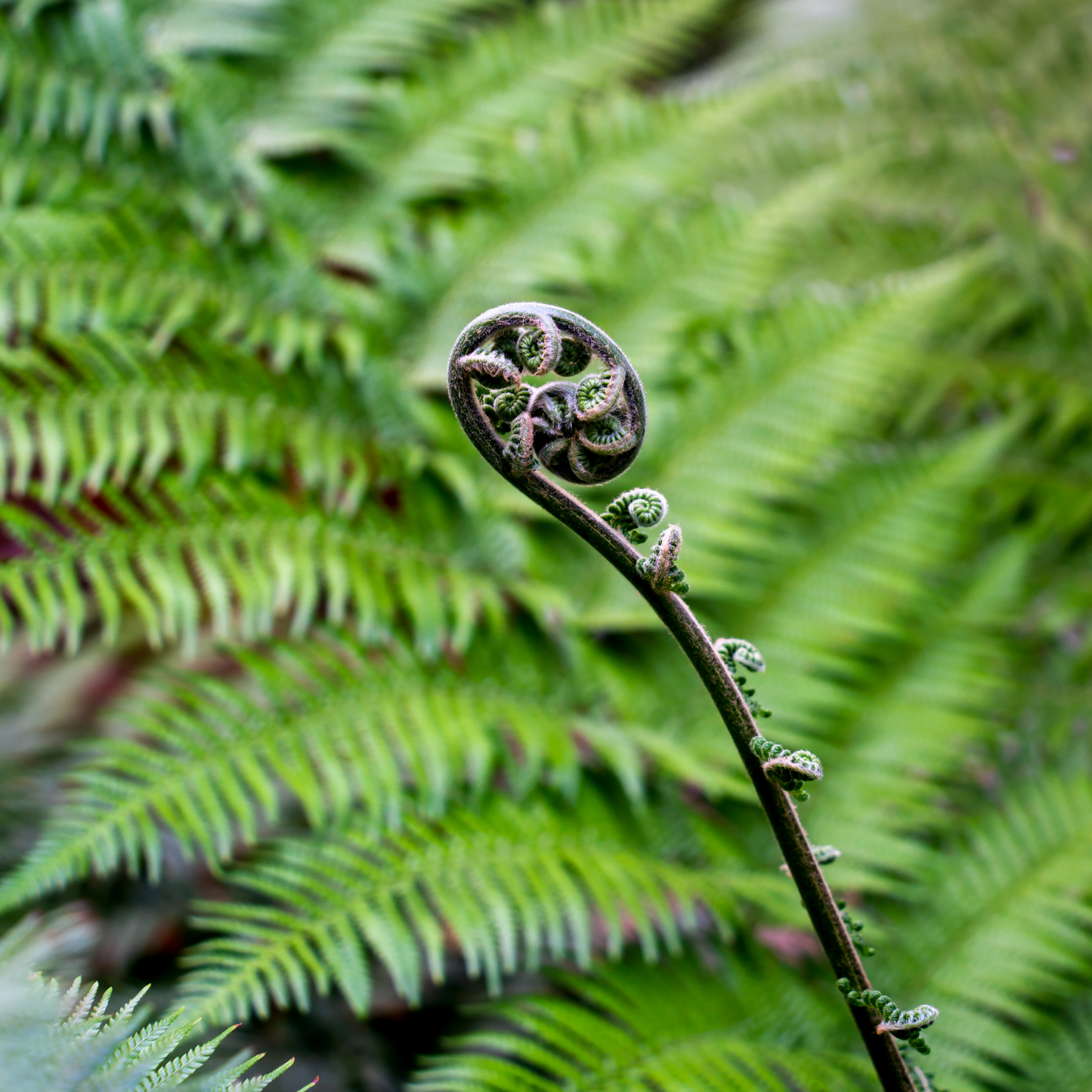 Dicksonia antarctica 'Soft Tree Fern' 18cm