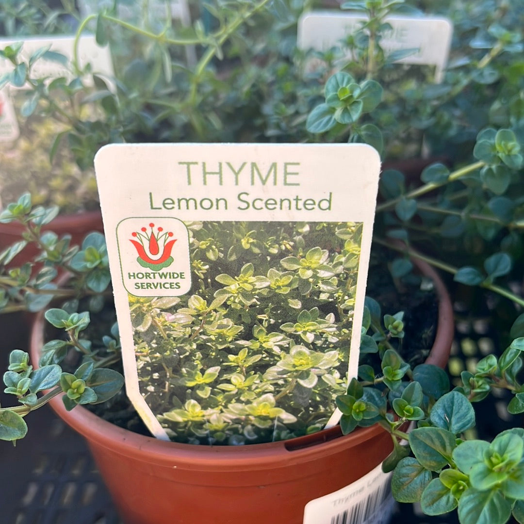 Thyme Lemon 100mm