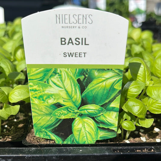 Basil Sweet Punnet