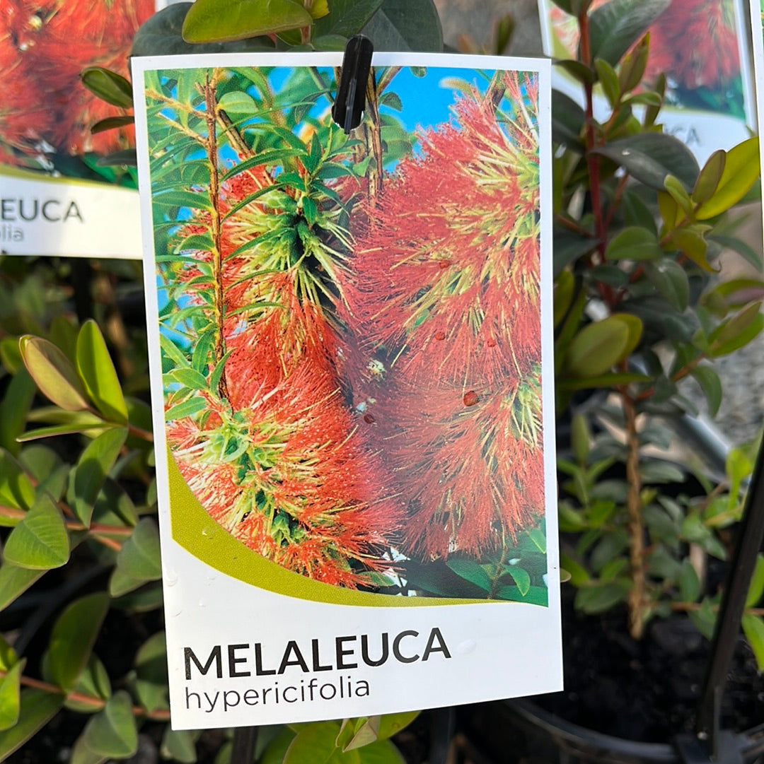 Melaleuca hypericifolia 14cm