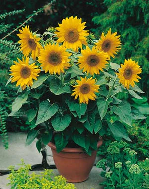 Sunflower Dwarf Sunsation 25 Seeds