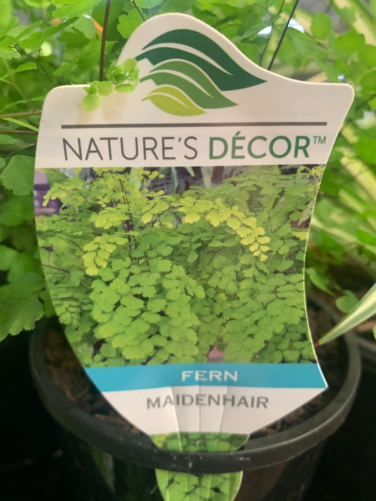 Adiantum fragrantissimum 'Maidenhair' 18cm