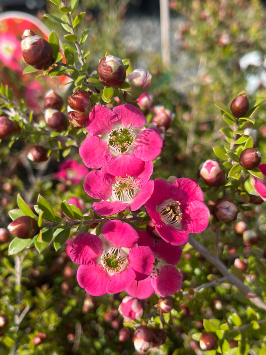 Leptospermum Piccolo 20cm