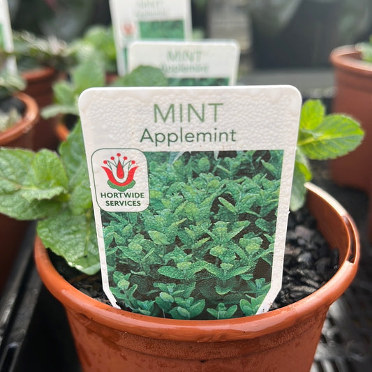 Mint - Apple (Mentha suaveolens) 100mm