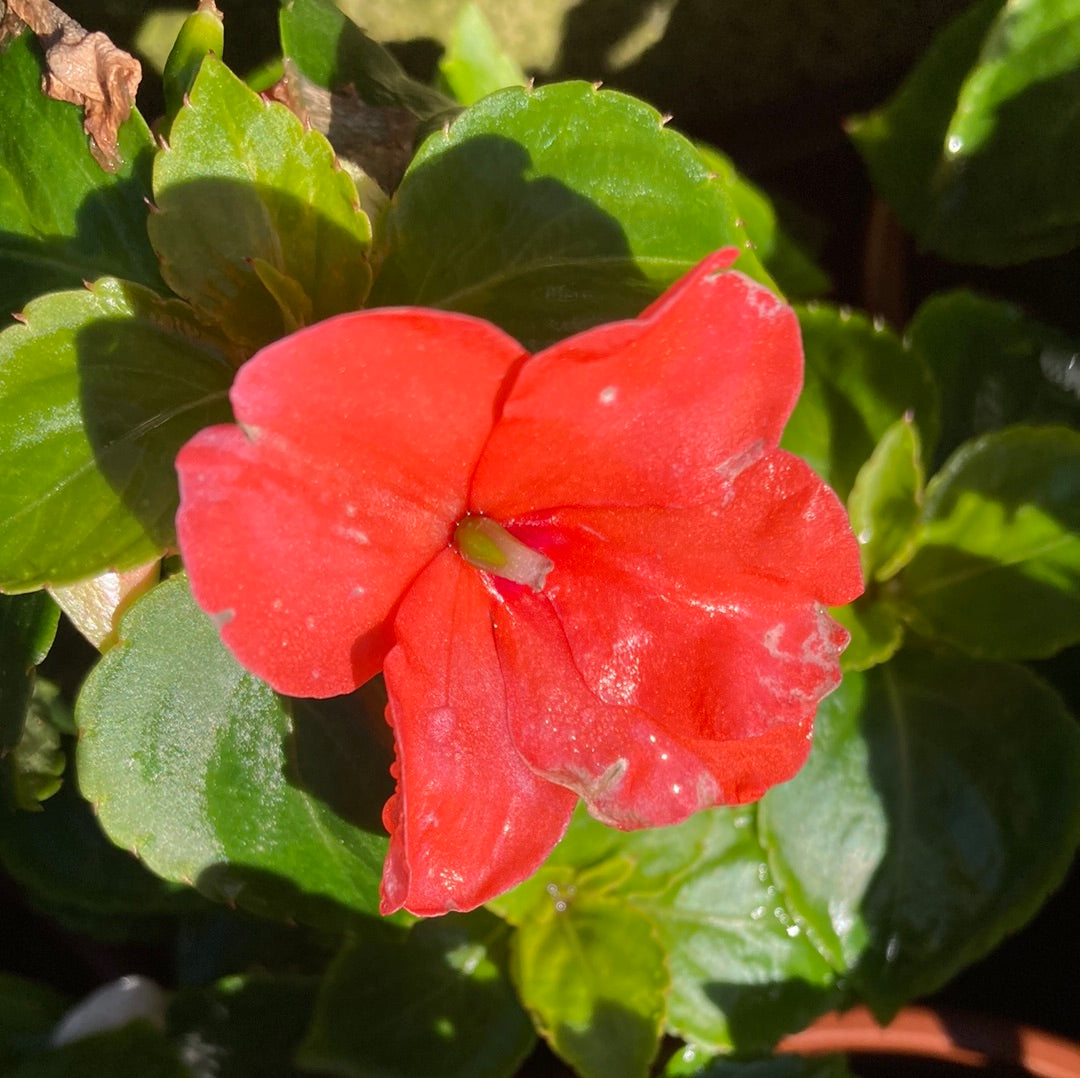 Impatiens mix 100mm