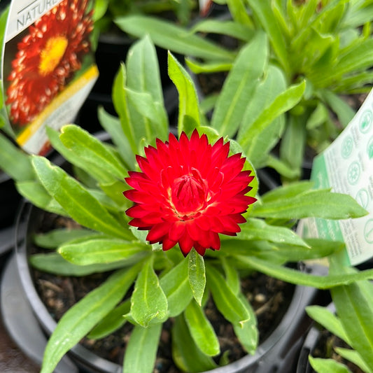 Bracteantha bracteata 'Mohave Dark Red' 14cm