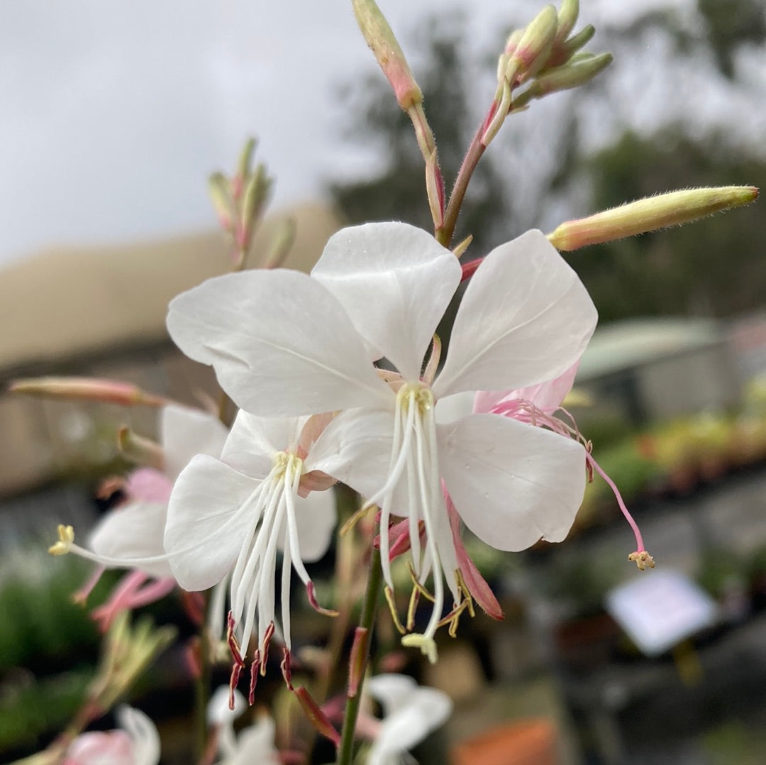 Gaura 'White' 14cm