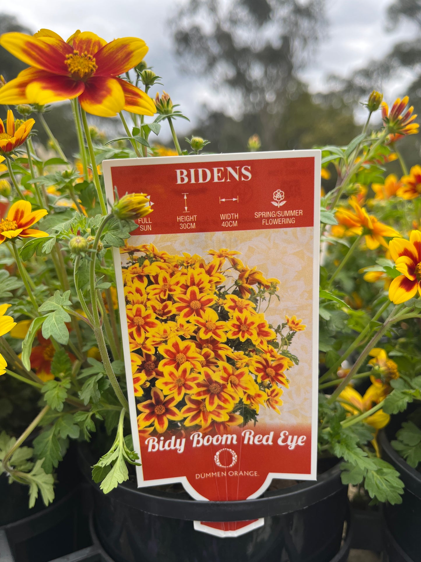 Bidens 'Bidy Boom Red Eye' 14cm