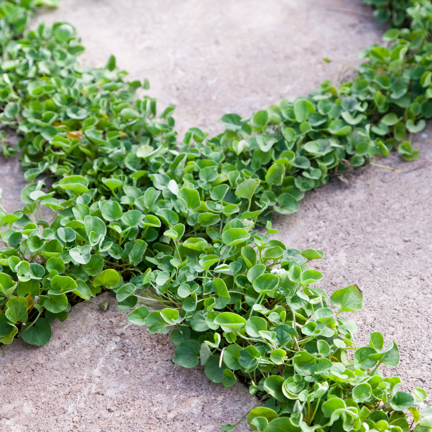 Dichondra 'Emerald Falls' 14cm