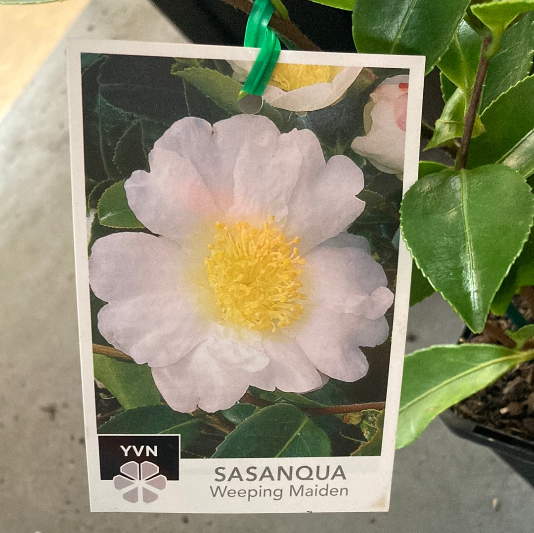 Camellia sasanqua 'Weeping Maiden' 7cm