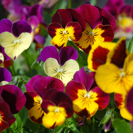 Viola assorted 100mm