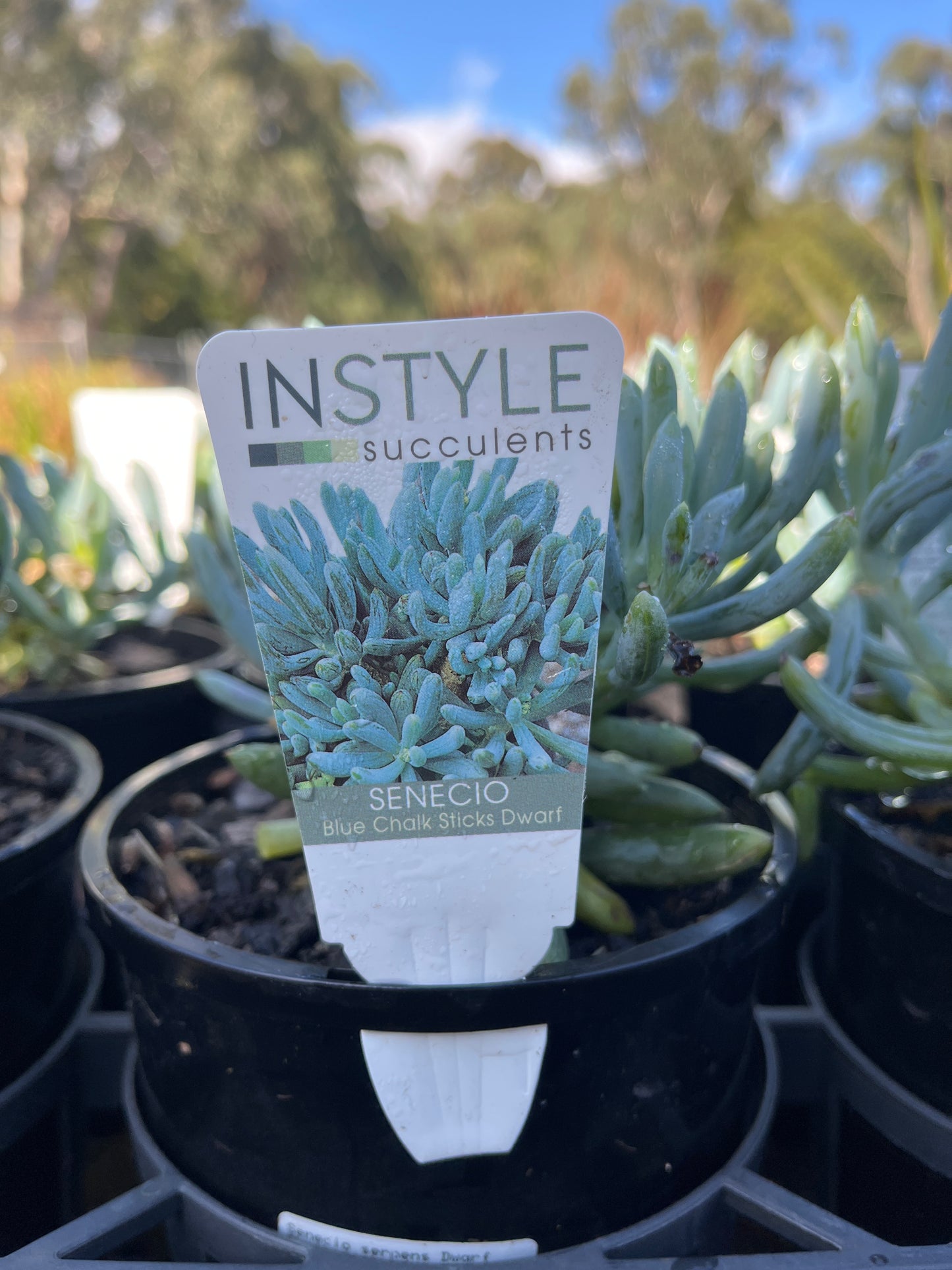 Senecio 'Dwarf Chalksticks' 14cm