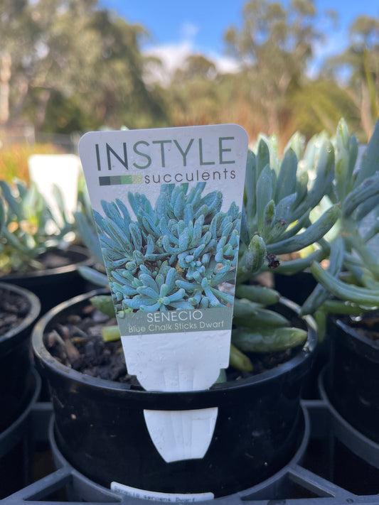 Senecio 'Dwarf Chalksticks' 14cm