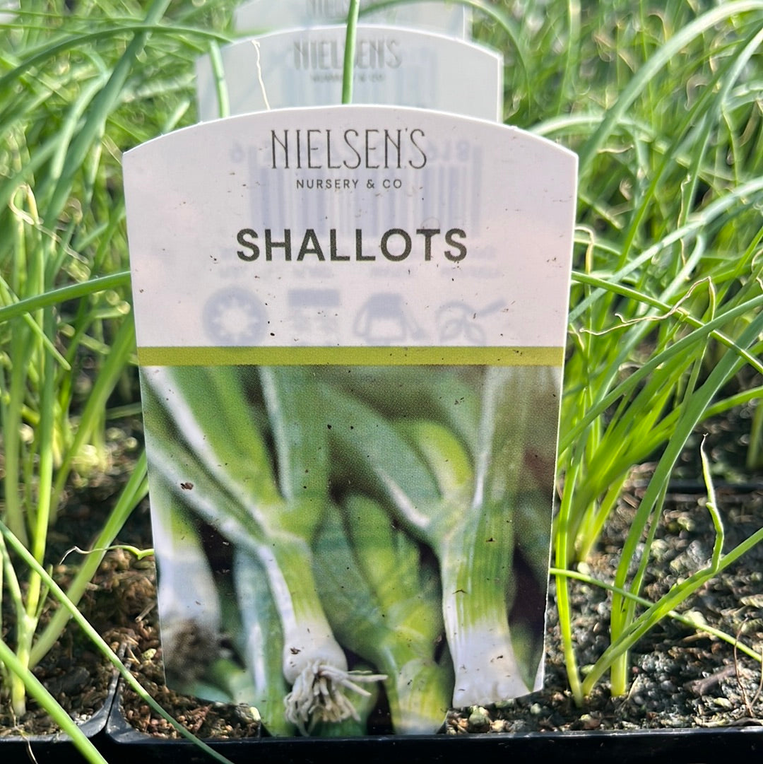 Shallots Punnet