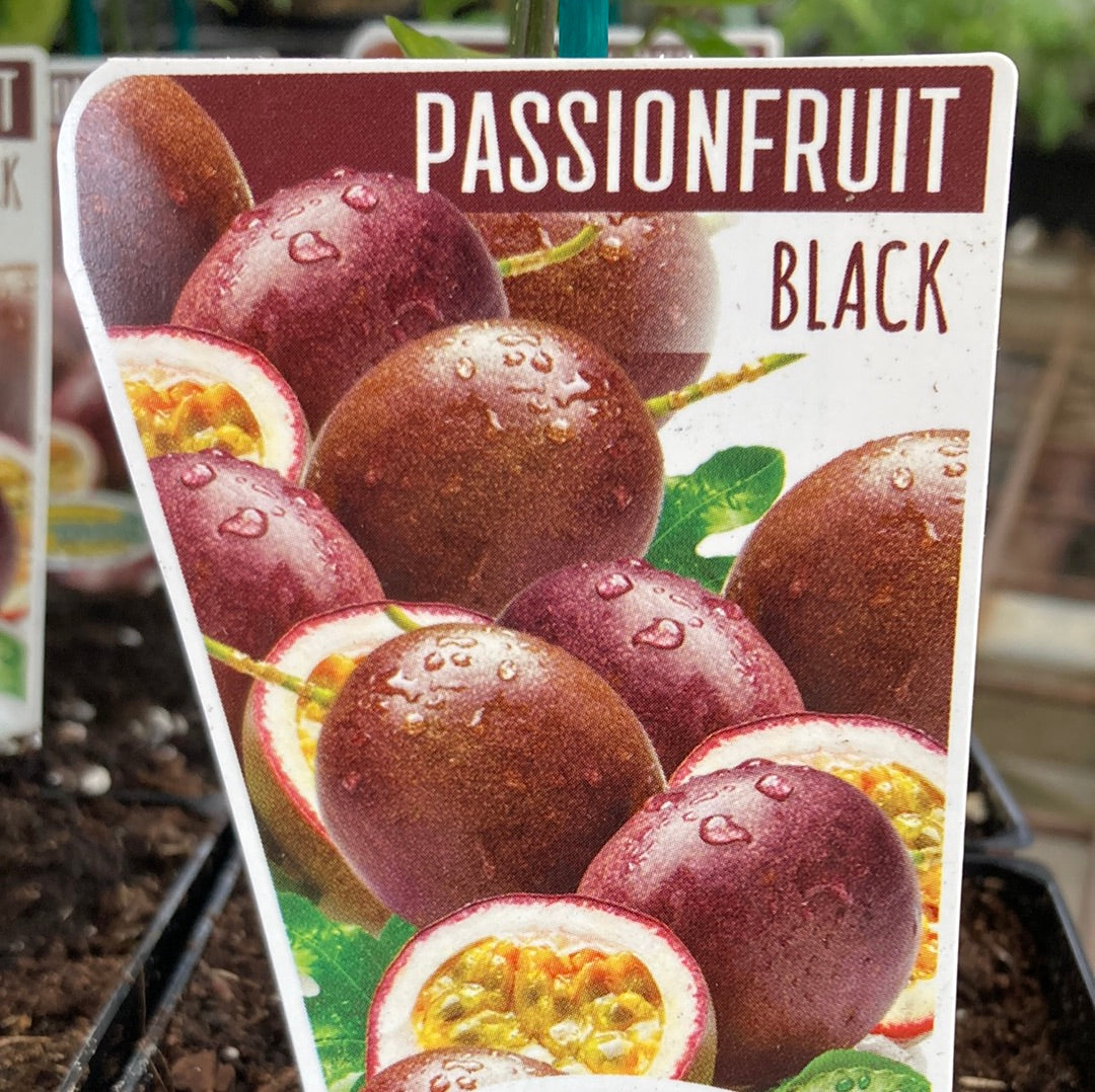Passionfruit Black 100mm