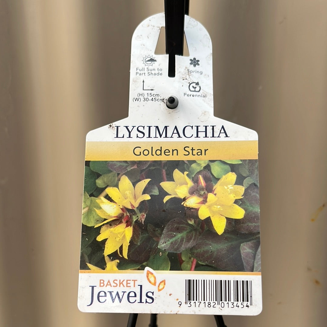 Lysimachia Golden Star HB 20cm