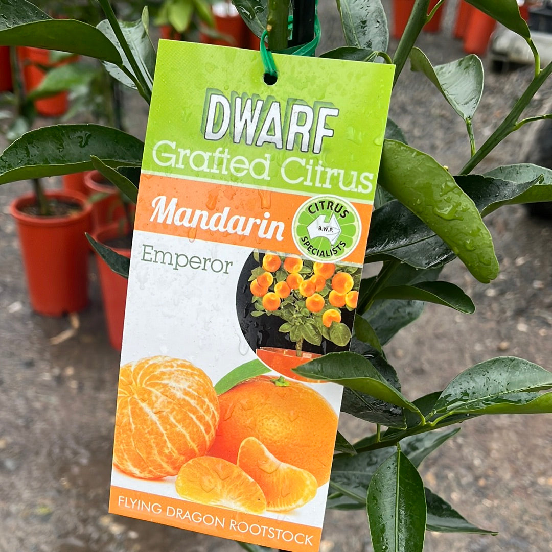 Mandarin 'Emperor' Grafted Dwarf  5L