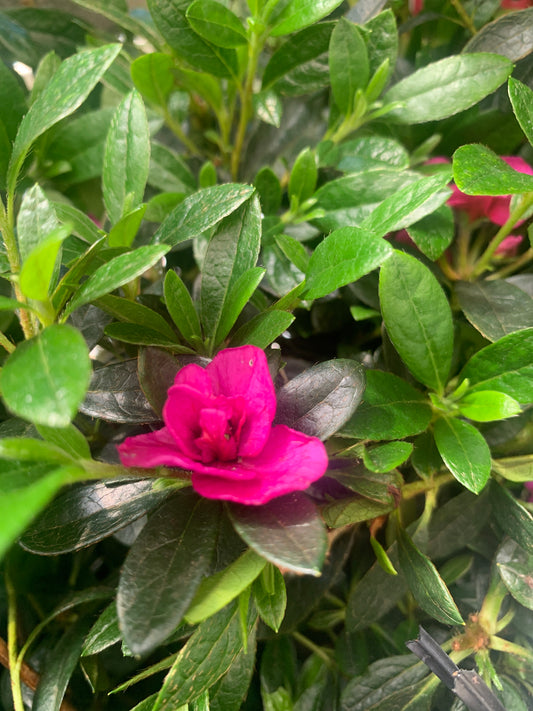 Azalea 'Violacea' 17cm