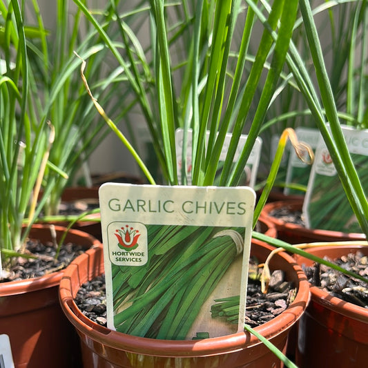 Chives Garlic 100mm