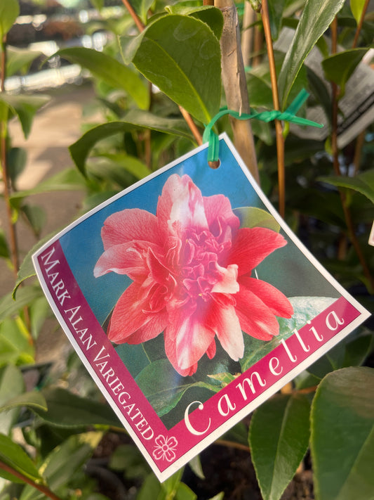 Camellia Japonica 'Mark Alan' Variegated 14cm
