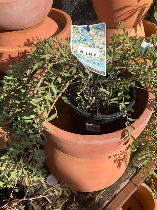 Leptospermum laevigatum Prostrate 20cm Clearance