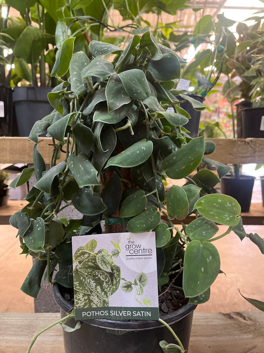 Epipremnum aureum Silver Satin with Totem Pole 20cm