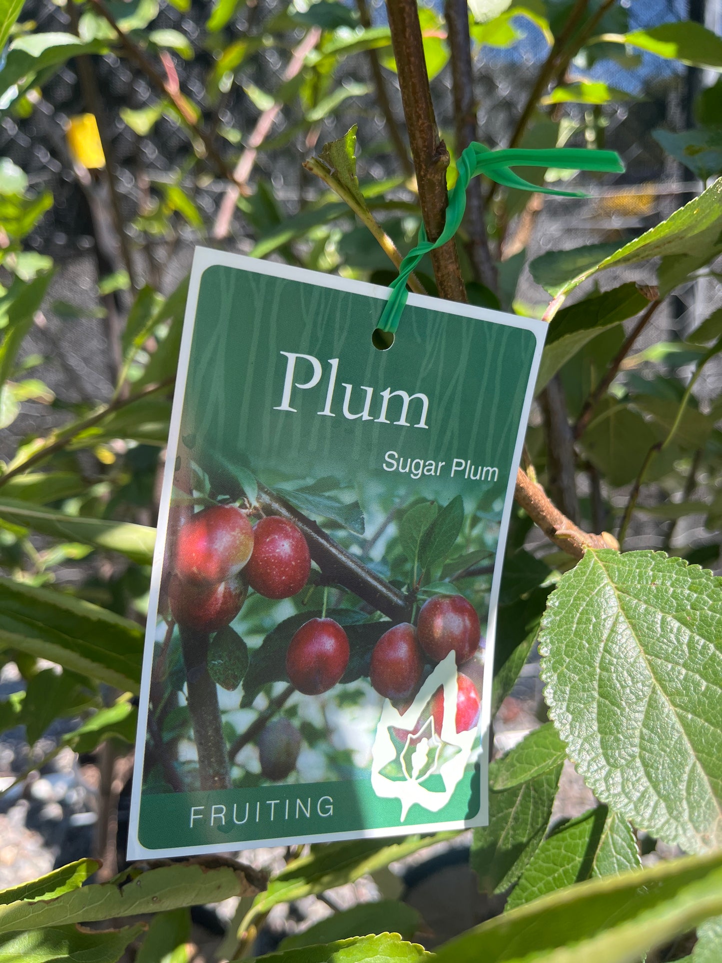 Plum 'Sugar Plum' 25cm