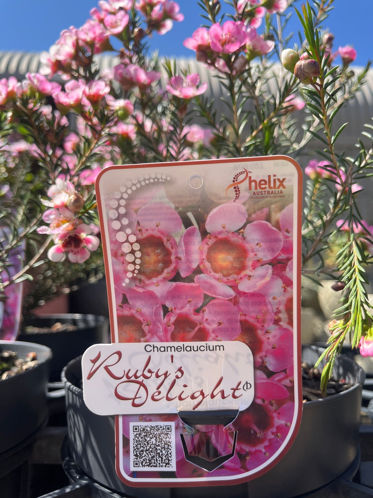 Chamelaucium megapetalum 'Rubys Delight' 18cm