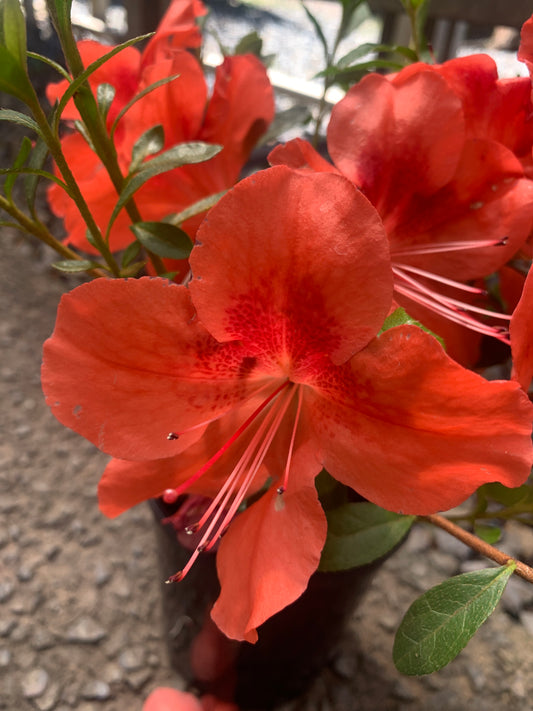 Azalea indica 'Orange Delight’ 12cm