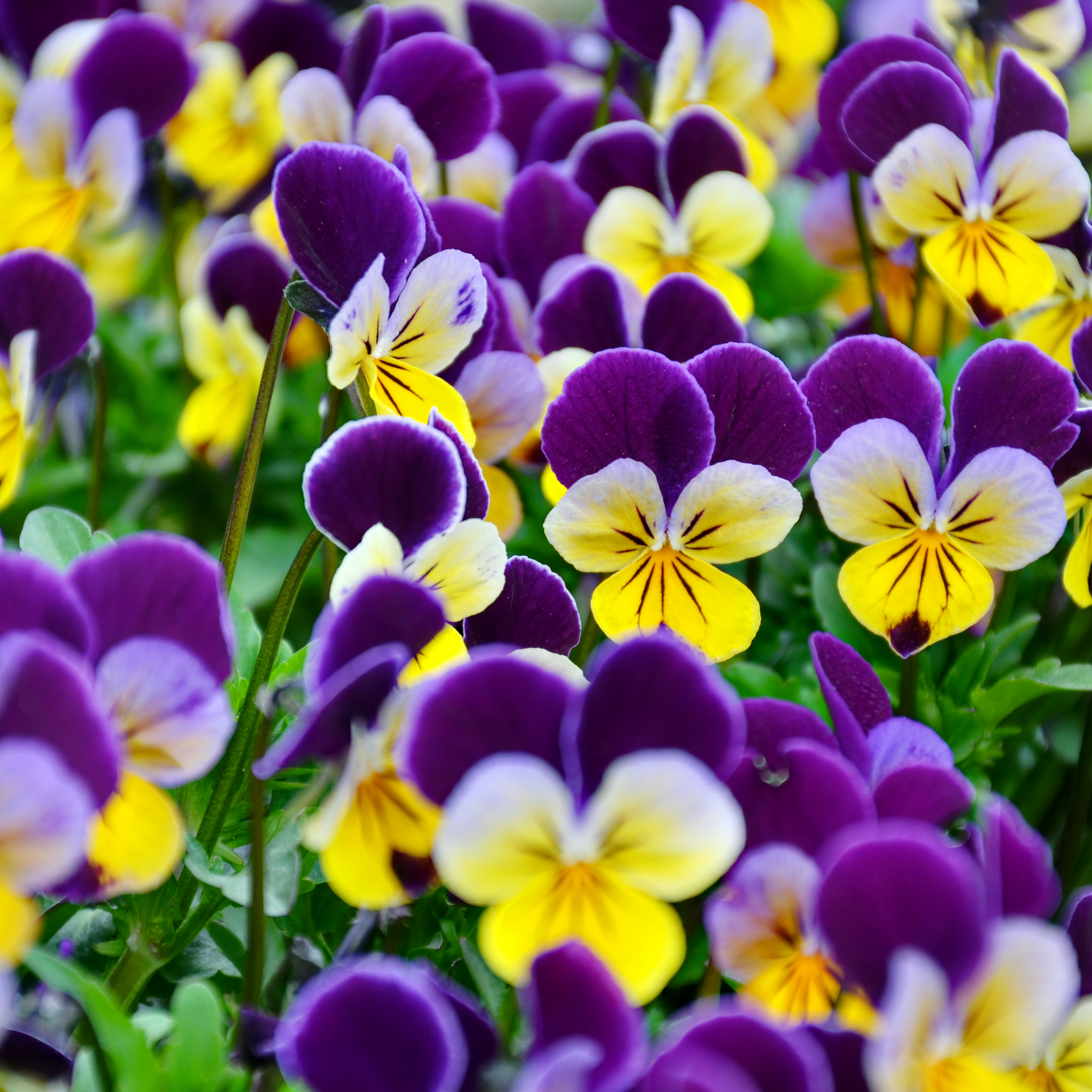 Viola assorted 100mm