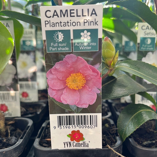 Camellia sasanqua ‘Plantation Pink’ 7cm