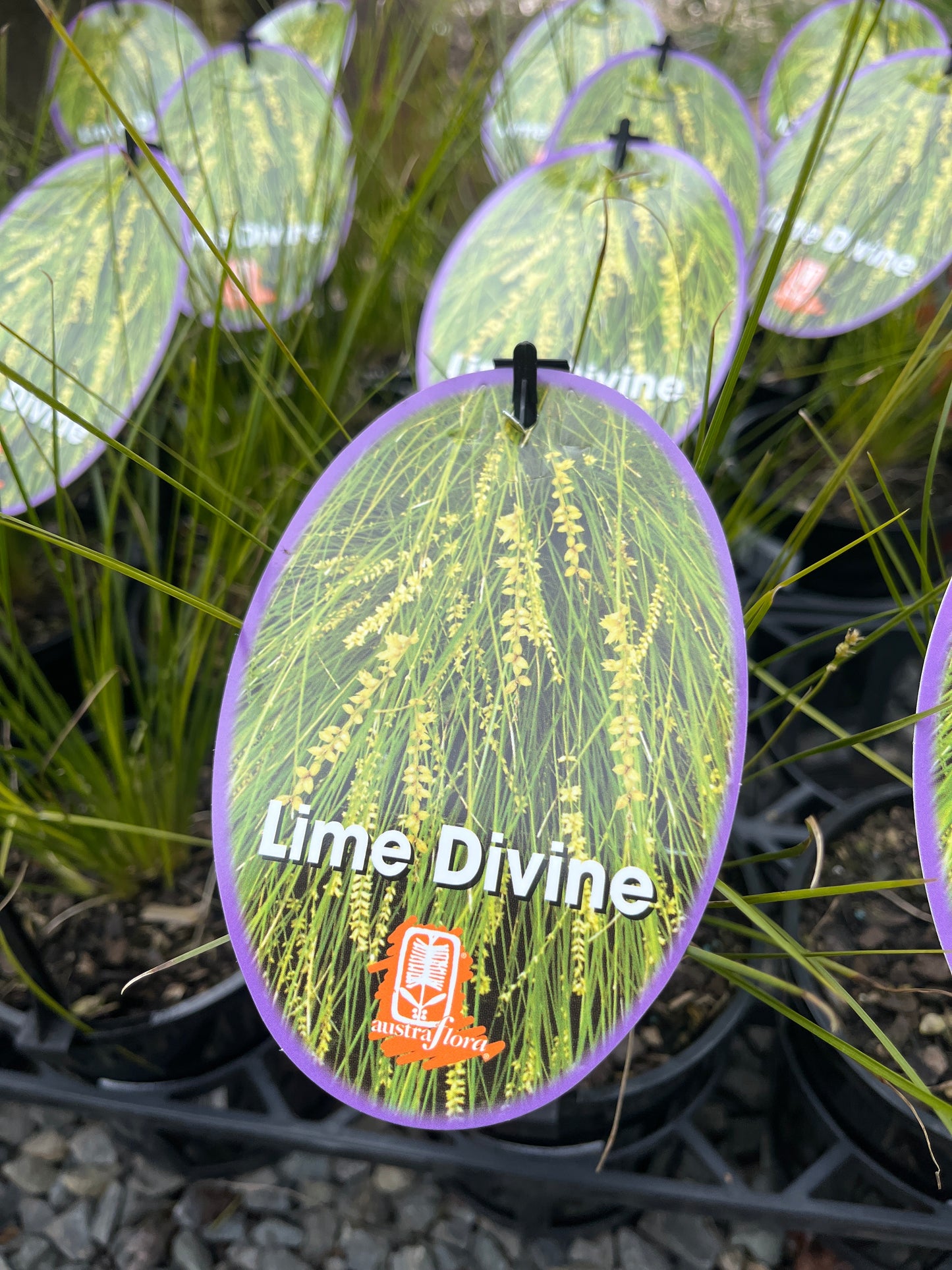 Lomandra Lime Divine 14cm